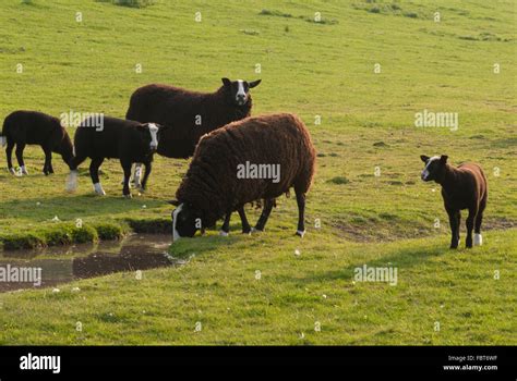 Black Zwartbles sheep with lambs in Spring, Perthshire,Scotland Stock Photo - Alamy