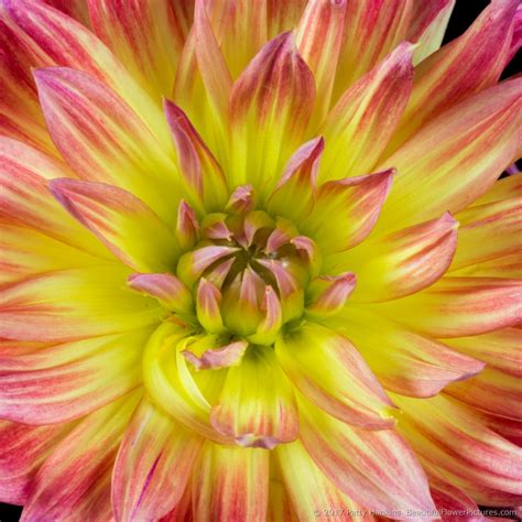 In the Studio: A Few Yellow Dahlias :: Beautiful Flower Pictures Blog