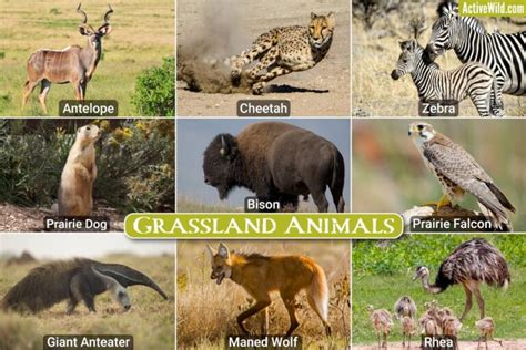 Grassland Animals List, Interesting Facts, Animals That Live In Grasslands