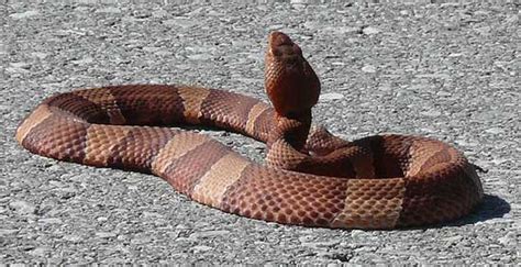 Snake Species - Agkistrodon contortrix laticinctus - Broad-banded Copperhead