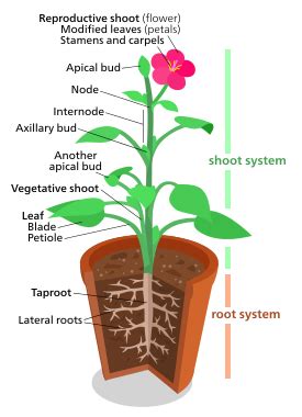 Botany - Wikipedia