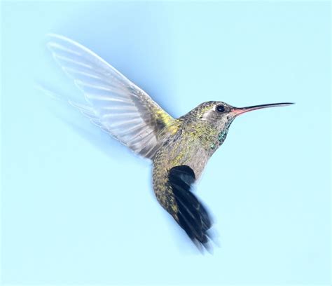 Hummingbird In Flight Free Stock Photo - Public Domain Pictures