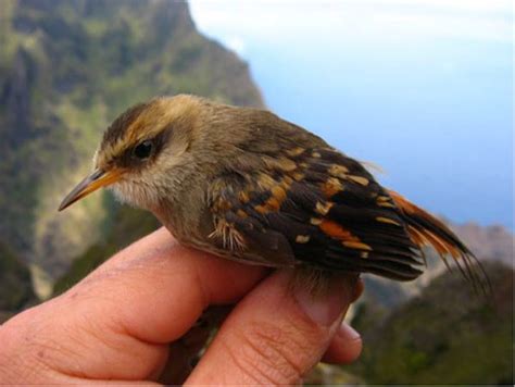 Genetics study sheds light on Chile’s most endangered bird