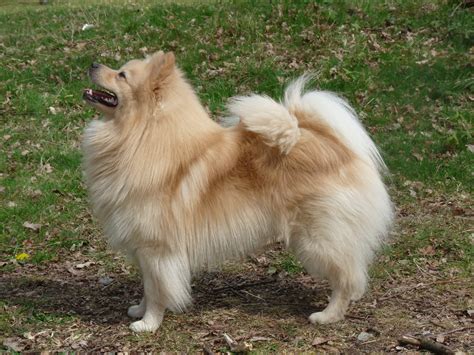 German Spitz Information, Photos, Grooming | DogExpress