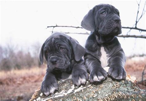 Blue Neapolitan Mastiff Puppies