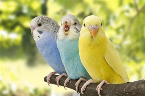 The Top 10 Best Pet Birds - Native Breed.org