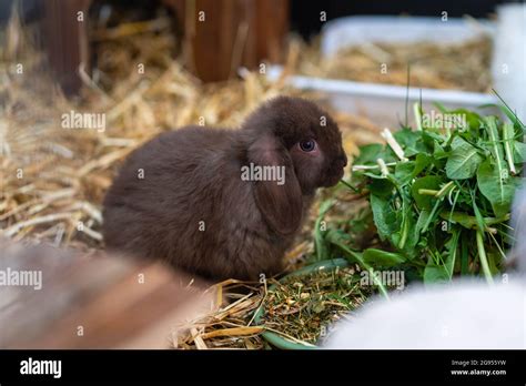 Brown dwarf rabbit (dwarf ram) sitting next to his food bowl in his ...