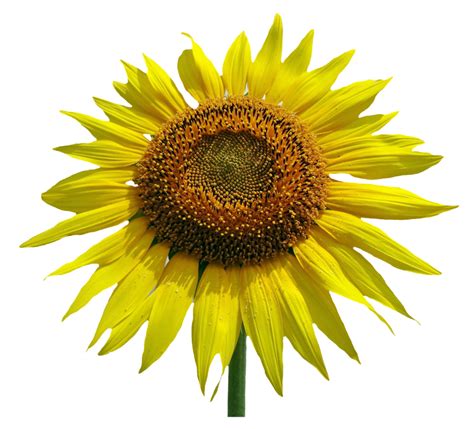 Sunflower Vector Free at GetDrawings | Free download