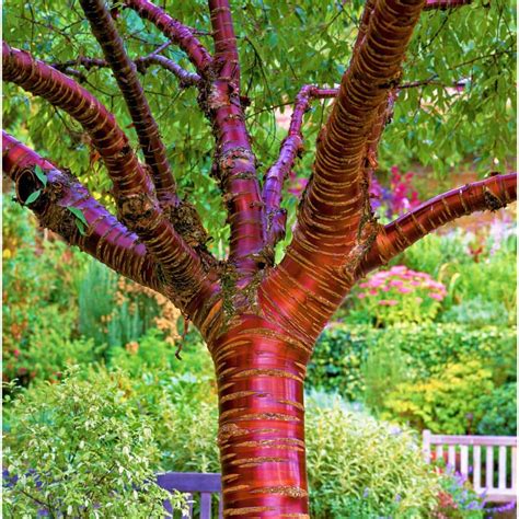 Online Orchards Birch Bark Cherry Blossom Tree (Bare Root, 3 ft. to 4 ft. Tall) FLCH010 - The ...