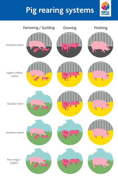 Pig rearing systems and pork labels | RSPCA Assured