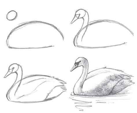 Step by step drawing a simple swan beginner s guide – Artofit