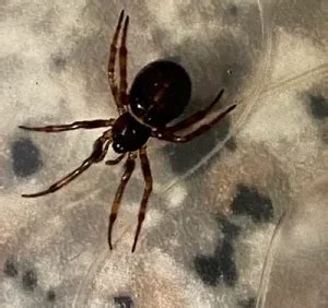 14 Most Common House Spiders In Ohio (With Photos)