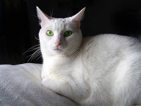 White Cat Green Eyes Photograph by Donna Hickerson - Pixels