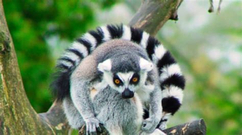 8 Things You Need to Know About Lemurs! | Mental Floss