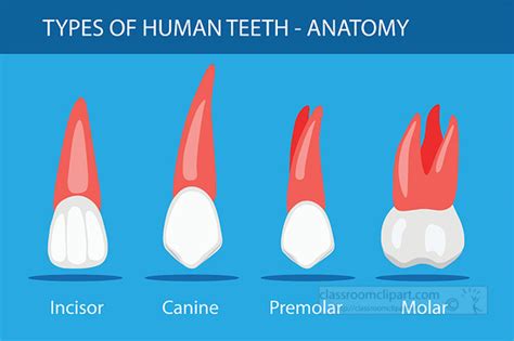 Anatomy Clipart-different types of teeth human anatomy clipart