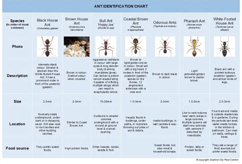 Ant Identification Chart - Gosford City Pest ControlGosford City Pest Control