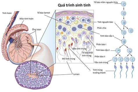 Tinh trùng sản xuất trong bao lâu?