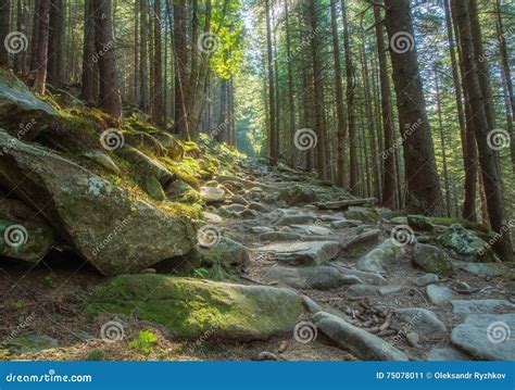 Hiking Trails through Giant Redwoods Stock Image - Image of california, massive: 75078011