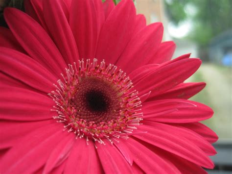 up close dark pink sunflower by animallover1430 on DeviantArt