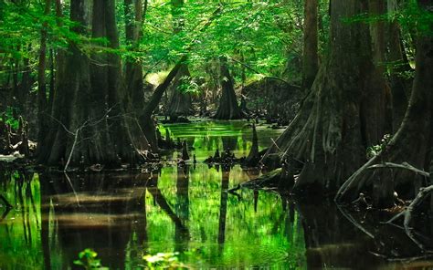 Swamp Background - WallpaperSafari