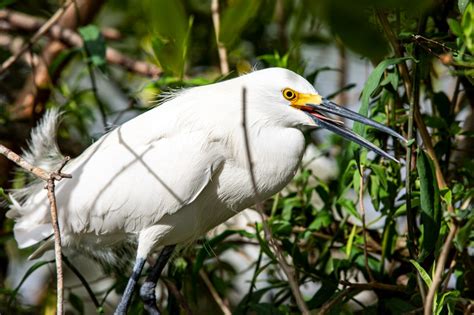 Pictures: Gatorland’s bird rookery and alligator breeding marsh – Orlando Sentinel