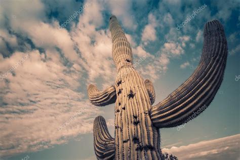 Scottsdale,Phoenix, Arizona,USA, desert landscape Stock Photo by ©AVFC 61074521