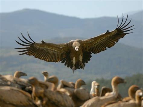 Wildlife and walking holiday in the Spanish Pyrenees | Responsible Travel