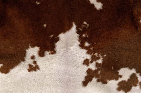 [100+] Cowhide Backgrounds | Wallpapers.com