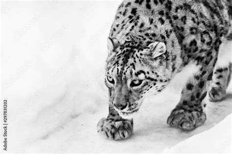 Snow Leopards Hunting Their Prey