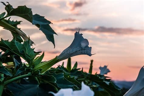 Datura stramonium stock photo. Image of poisonous, leaf - 124056110