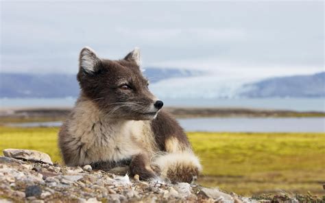 Iceland Arctic Fox - Wallpapers