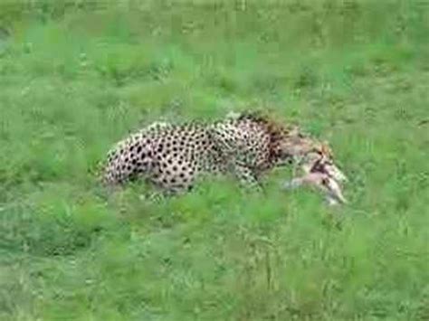 Cheetah eating Gazelle - YouTube