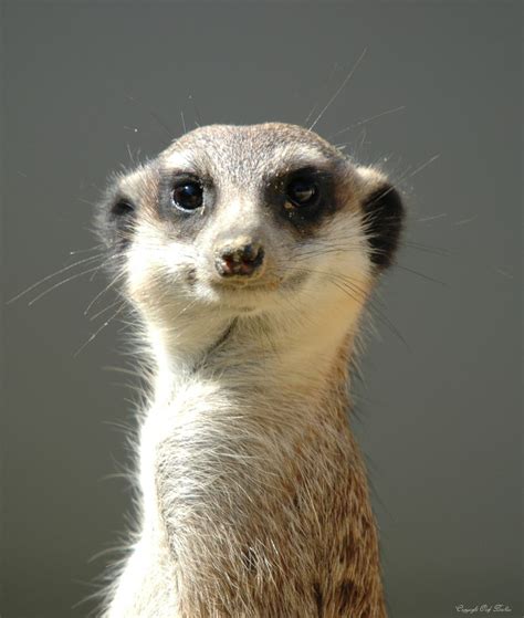 meerkat | Suricato, Animais lindos, Animais fofos