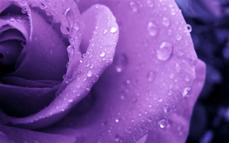 Purple Roses Backgrounds - Wallpaper, High Definition, High Quality, Widescreen