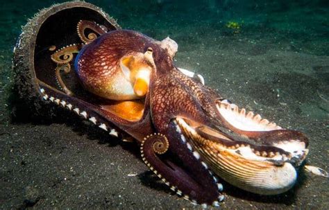 Coconut-Octopus-Lembeh | Two Fish Divers