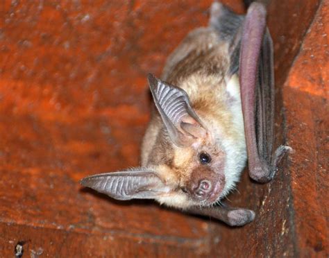 Bats are beneficial to the Central Valley | Local | hanfordsentinel.com