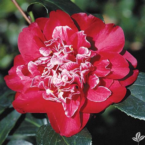 Cherries Jubilee - Cam Too Camellia Nursery