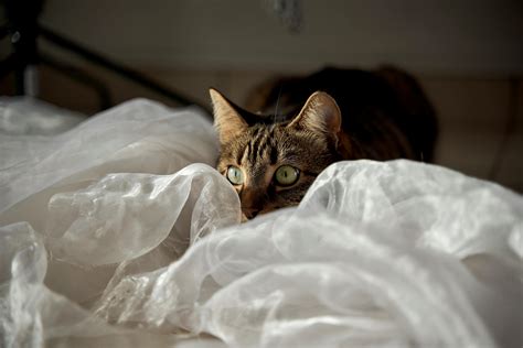 Cat Hiding Photos, Download The BEST Free Cat Hiding Stock Photos & HD ...