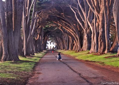 Cypress Tree Tunnel: An Absolute Must-See in CA | Tipsy from the TRIP