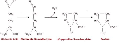 Amino Acids - Glutamic acid