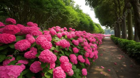 Pink Hydrangeas And Trees Near A Pathway Background, Bright Pink Hydrangeas Hydrangea Season, Hd ...