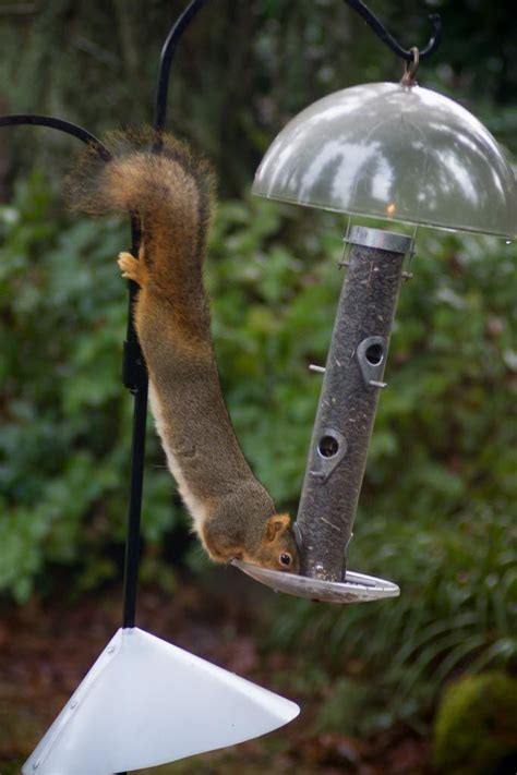 Squirrel Baffle Bird Feeder | Squirrel baffle, Bird feeders, Squirrel