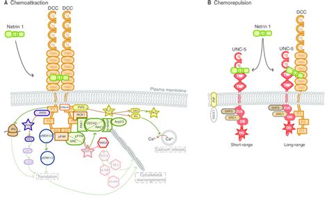 Netrin signalling. As a guidance cue, netrin 1 dictates either an...