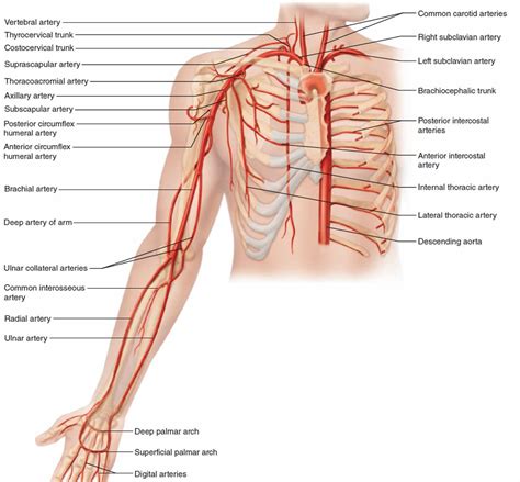 Thoracic aorta, thoracic aorta function & enlarged thoracic aorta