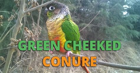 Green Cheek Conure Guide: Lifespan, Price, Care, Diet and More