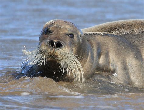 SERENITY: Bearded Seal