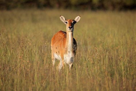 Red lechwe antelope stock photo. Image of kobus, flora - 46295262