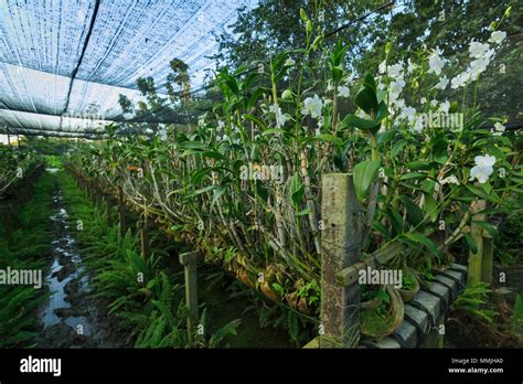 Beautiful white Vanda orchids. Orchid Farm. Thailand Stock Photo - Alamy