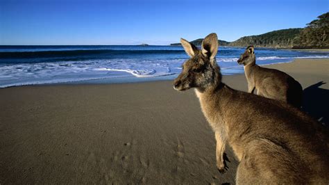 kangaroos on the beach | Animals beautiful, Cute animals, Animals friends