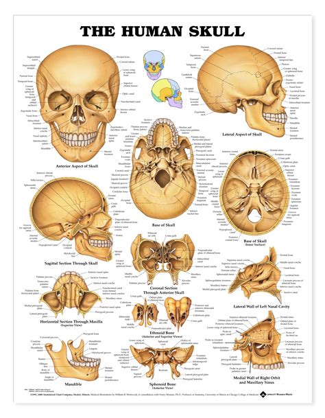 The human skull | Anatomie humaine, Paces medecine, Radiologie